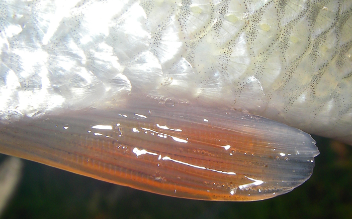 Typical, convex, pinky/red fin.