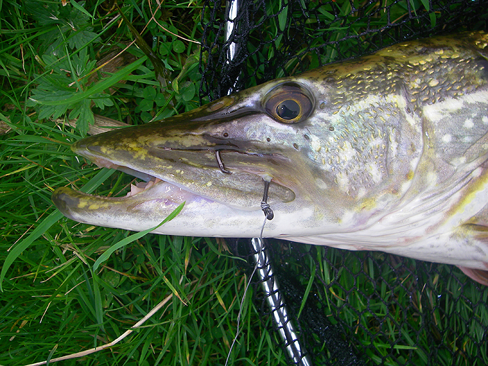 The circle hook is almost always behind the maxilla.