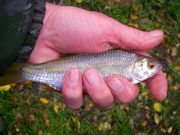 It's years since I fished for roach other than as baits but they are lovely fish.