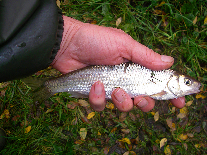 the dace were the largest fish that I brought to hand on the day.