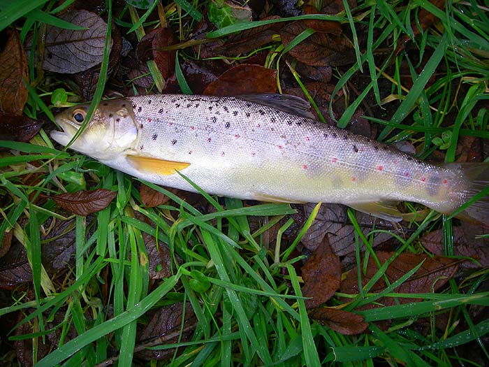 This little trout was a mighty relief.