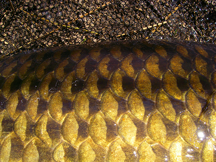 Whatever you think about big fat carp the scales are amazing.