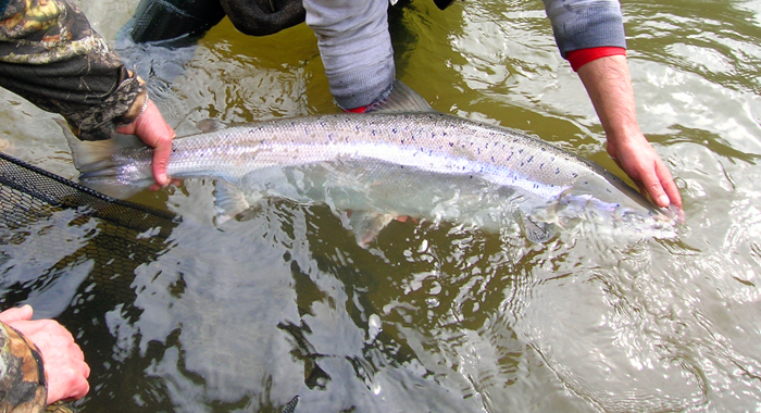 Catch and release is normal with salmon stocks at a low ebb.