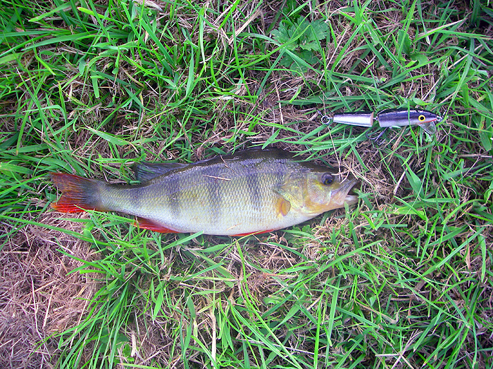 No monster but a beautiful fish.