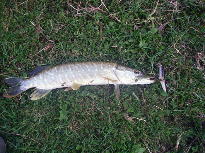 This one was determined to have the lure.