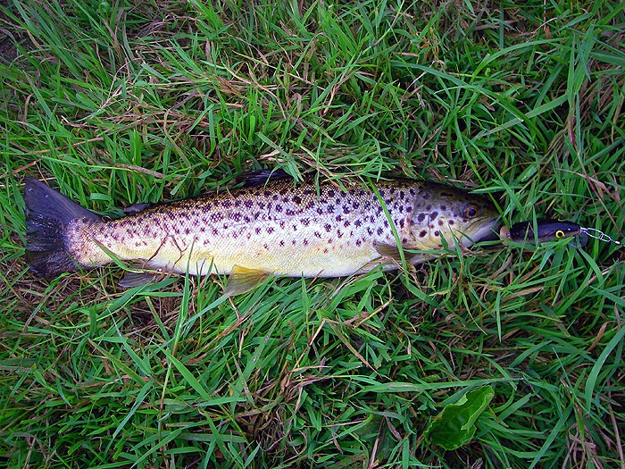 The problem with trout is the way they wriggle when hooked.