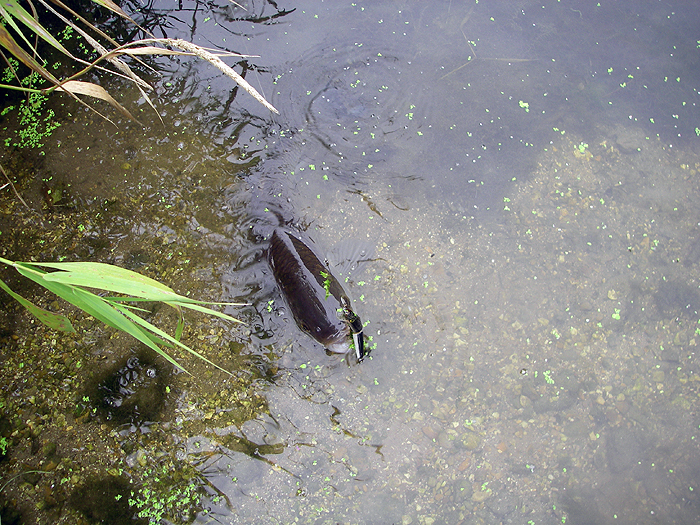 The picture taken from the top of a high bank.