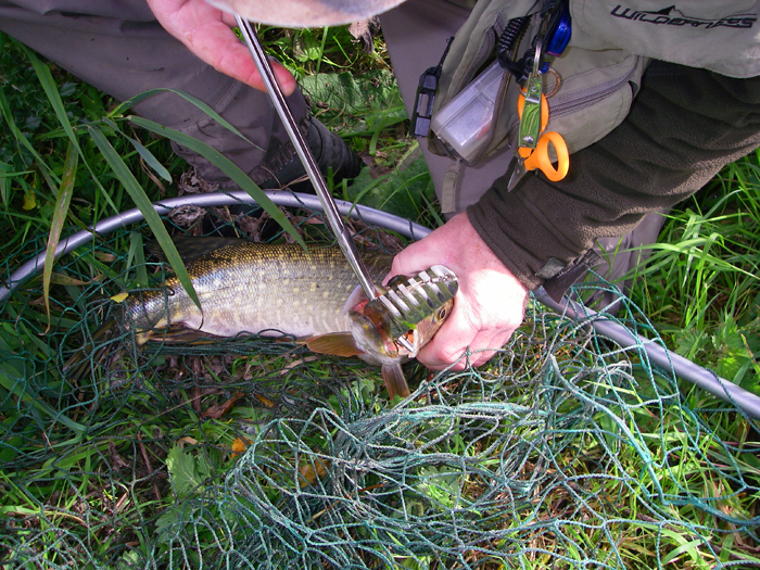 The first pike that fell to Nigel's Atom.