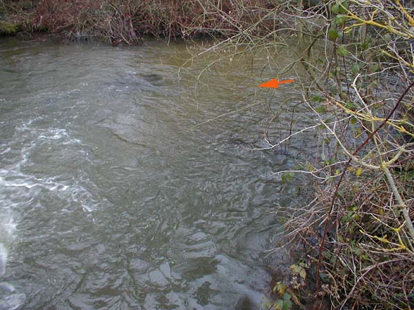 I had lots of dace including one or two good ones from this spot.