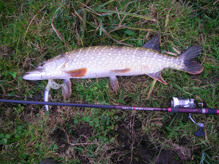 A nice fat pike but not huge.