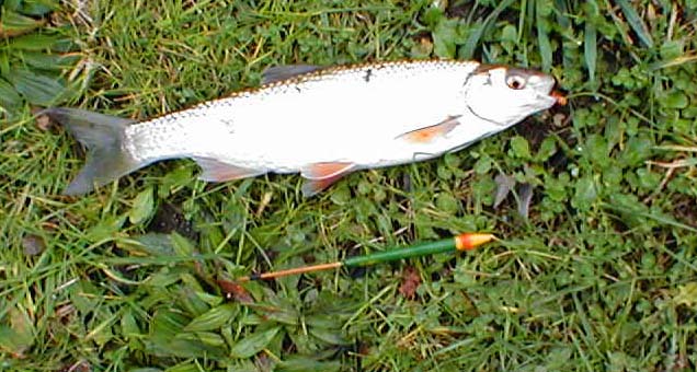 Not great battlers but lovely fish (the fins are almost as red as some roach). I had afew problems with reflected light on the pictures.