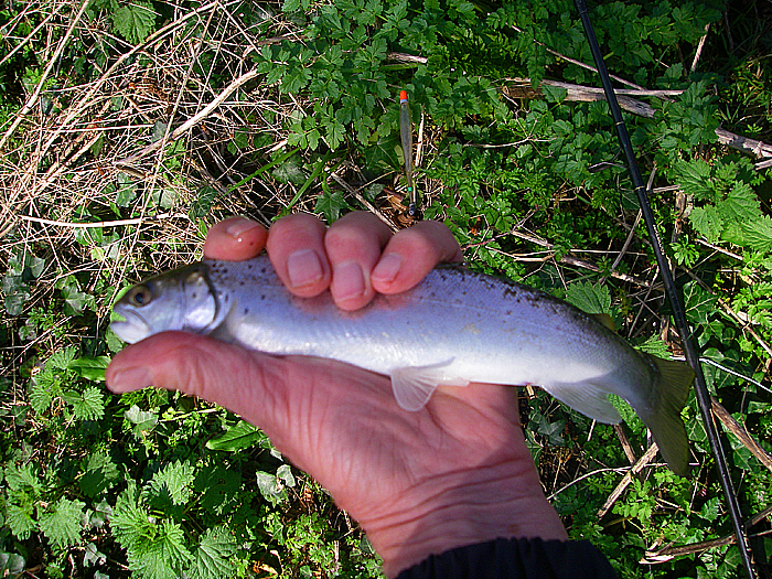 Presumably this is a two year old smolt - what a beautiful fish.