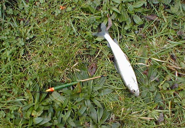 The smaller of my two grayling. It would not lie still for a picture. You have to be careful else they gobble down the hook.