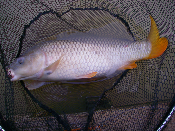 A beautiful near twenty common with nice orange fins - again extracted from the densely packed lily pads.