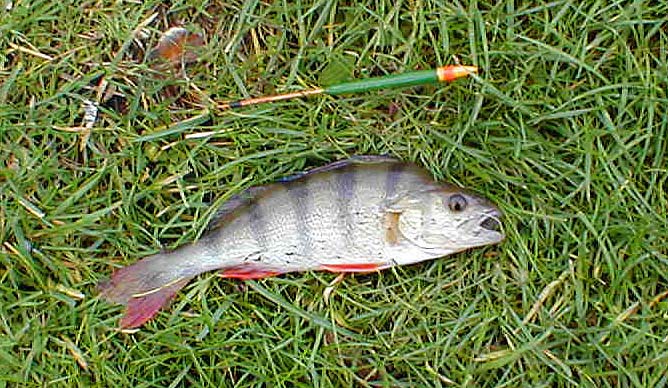 Presumably this fish was lurking by the obstruction.