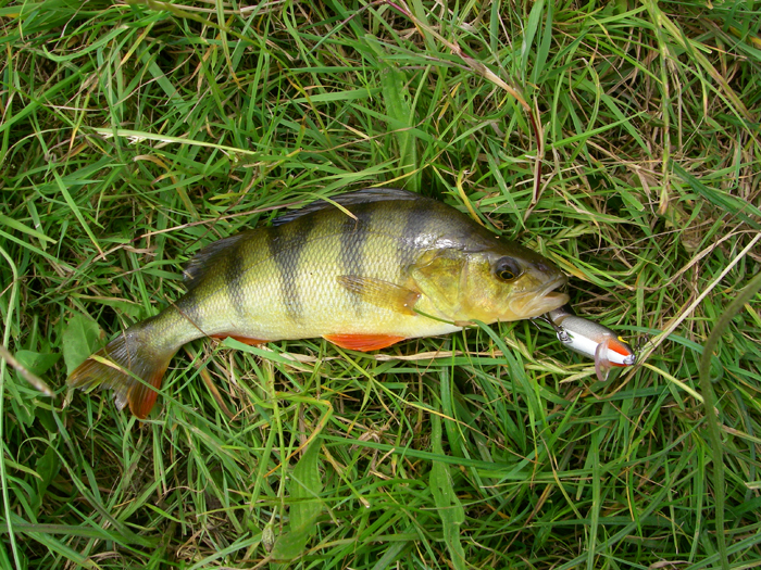 No monster but a beautiful fish - I love catching perch.