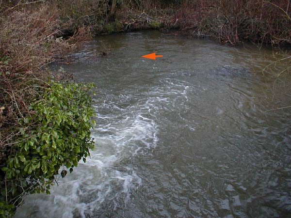 I caught loads of roach from this eddy.