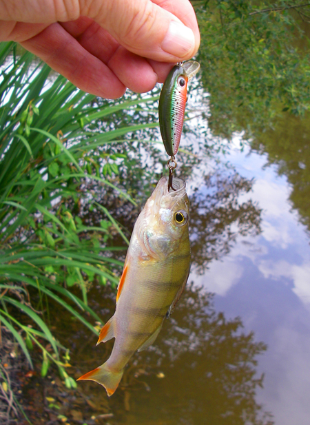 Even the little L-minnow lure was on the large side for these perch.