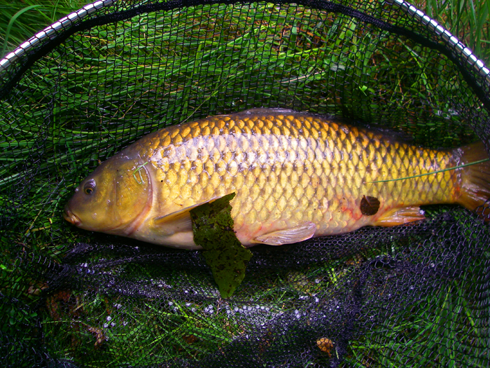 A beautiful golden fish and great sport.