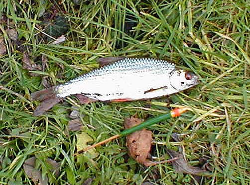 The roach fed well but were only in one area of the pool.