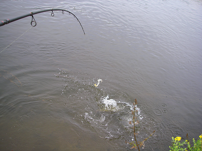 The second pike has shot the lure up the trace.