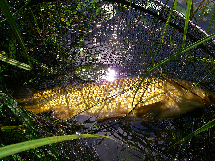 A leaf of pondweed in the net with the carp.  These plants are quite soft and don't usually cause any problems even with larger carp.