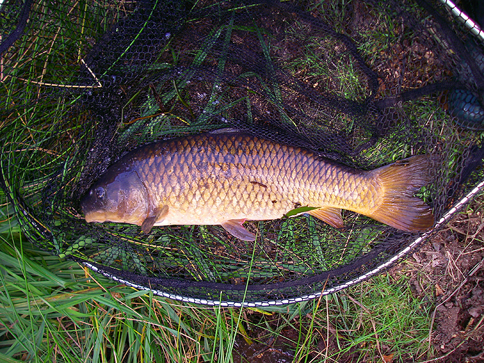Another nice fully-scaled common.