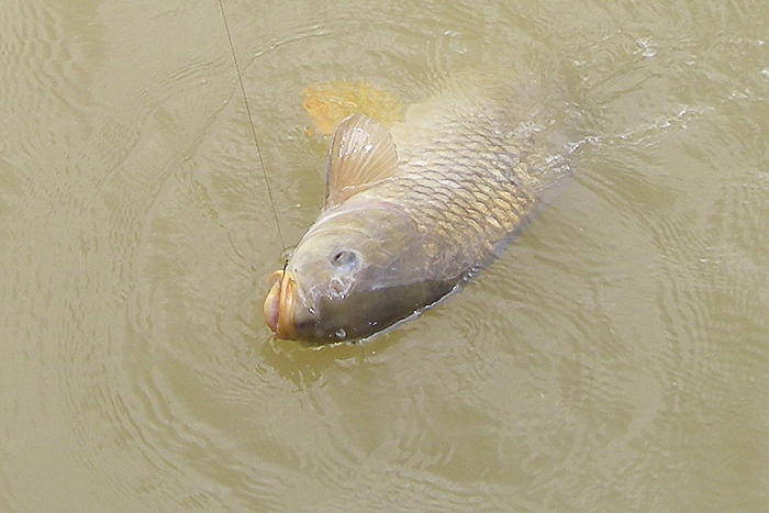This one's just a tiddler but fighting hard in open water.