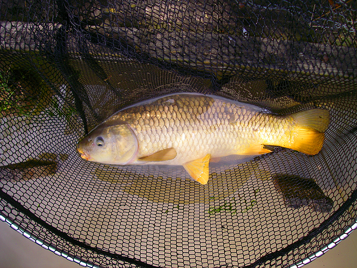 Ready to be released.