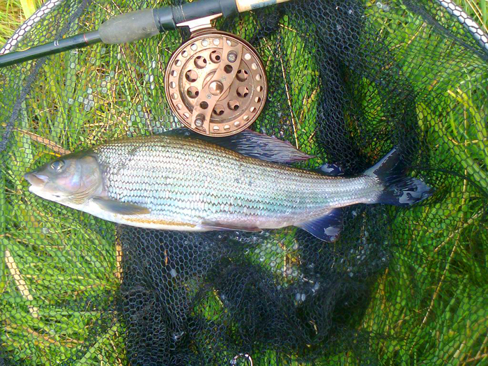 Two pounds nine ounces - not a bad grayling anywhere.