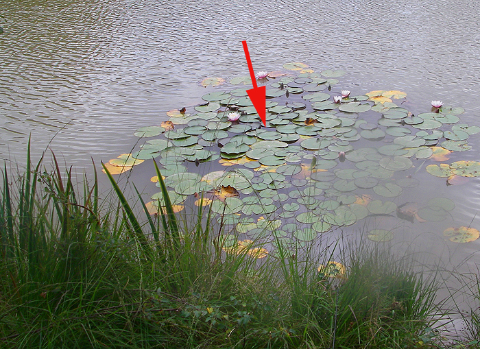 This was exactly where I had my second carp.