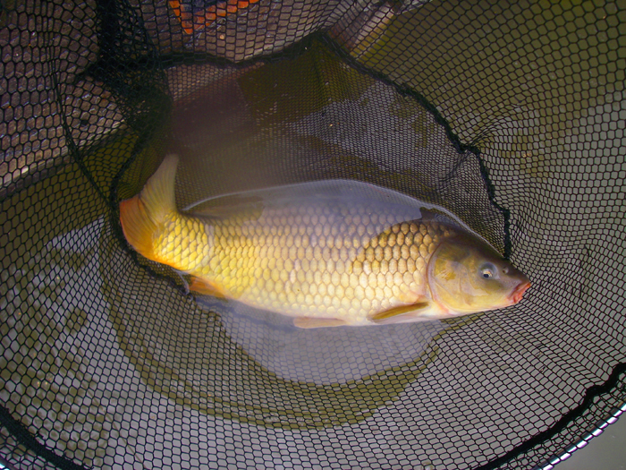 A nice little common.