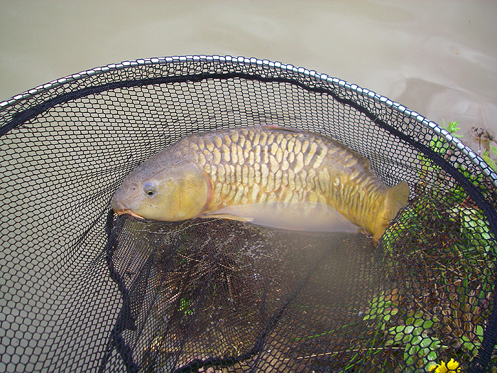 A bit bigger with golden mirror scales.