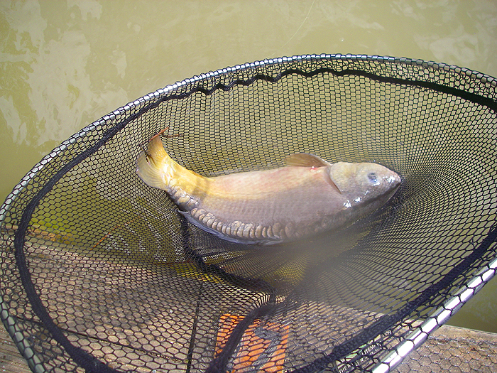 The best one with scales along the ridge of the back.