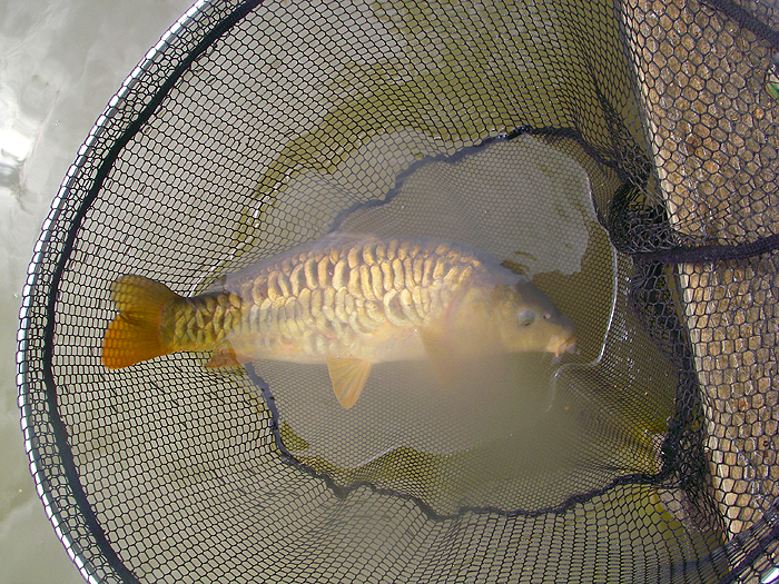 Another fish with very large scales.