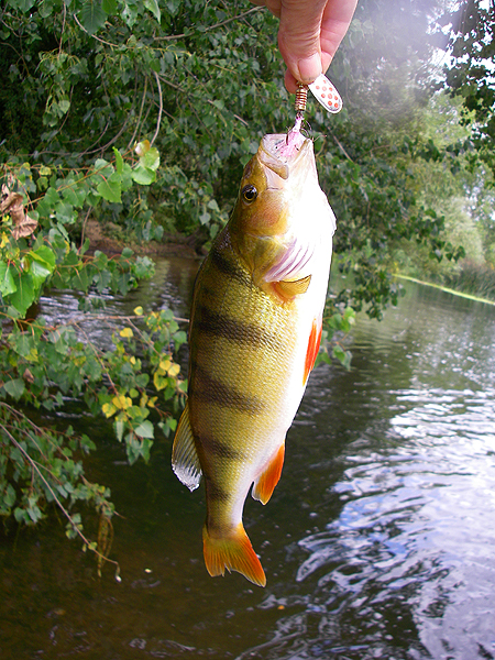 The perch that Christened my Mepps.