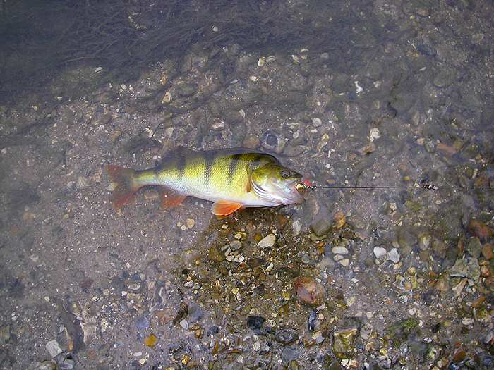A smaller but beautifully coloured perch.  Notice that it's managed to take in all the hooks.
