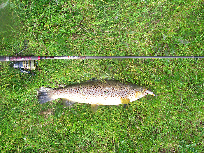 Obviously been in the river for a while but still a beautiful fish.