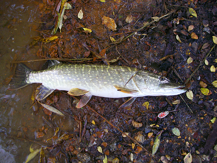 This pike put up quite a struggle before I could land it.