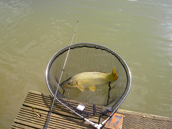 This nice common took as soon as the bait was in the water.