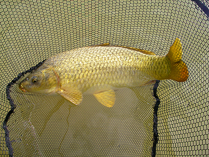 Not all carp look like beach balls with fins.