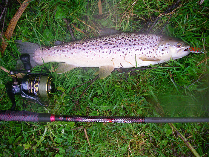 A smaller seatrout but much nicer coloured.