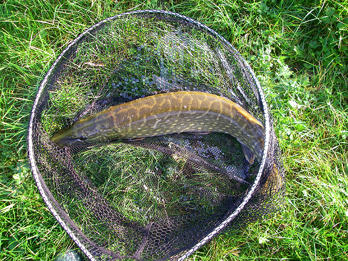 My first pike caught on paternostered bait.