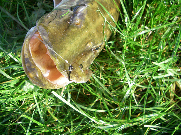 The hook is well set in the jaw of the fish.