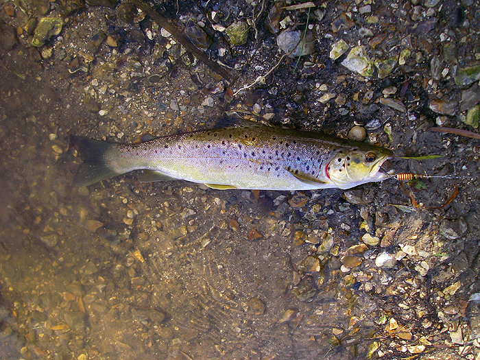 This one took first cast into the shallow water.
