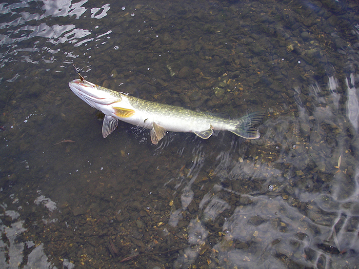 They fight hard but are a nuisance because you must use wire.