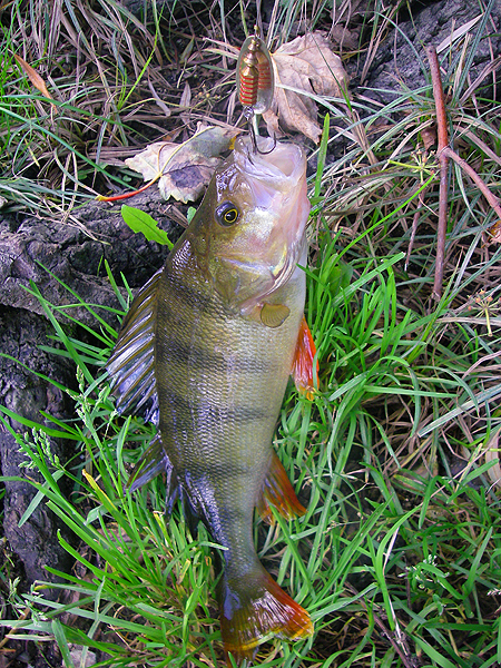 This was the largest perch I managed on the spinner.