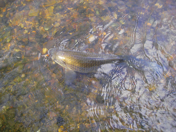 A picture to show how fat the six pounder was.