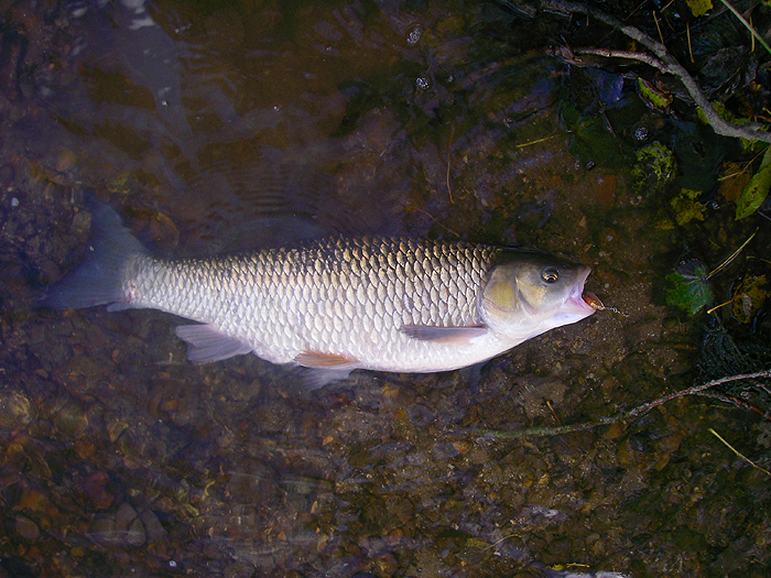 It was deep in the body as well as fat.