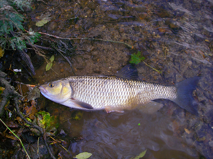 This is the lesser of the two chub caught on successive casts.